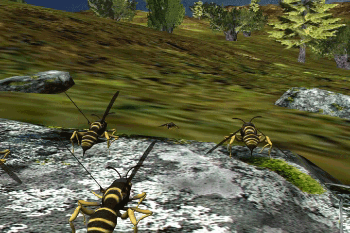 Wasps